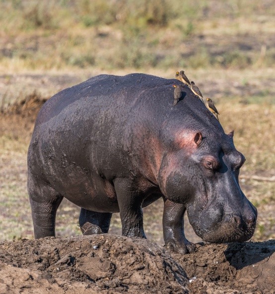 maninghi-hippo-in-mud.jpg